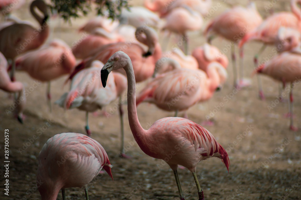 flamant rose