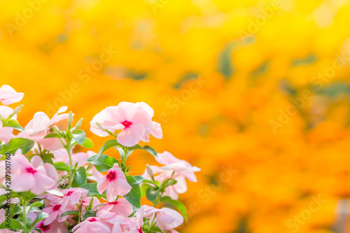 Vinca rosea flowers blossom in the garden, foliage variety of colors flowers, selective focus © YuiYuize