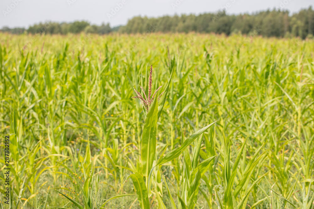 BIO corn grows in the field BIO corn grows in the field