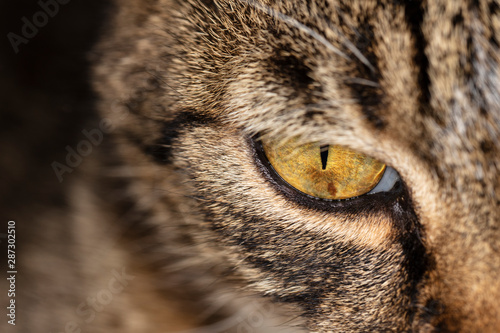 close up on a cat's eye