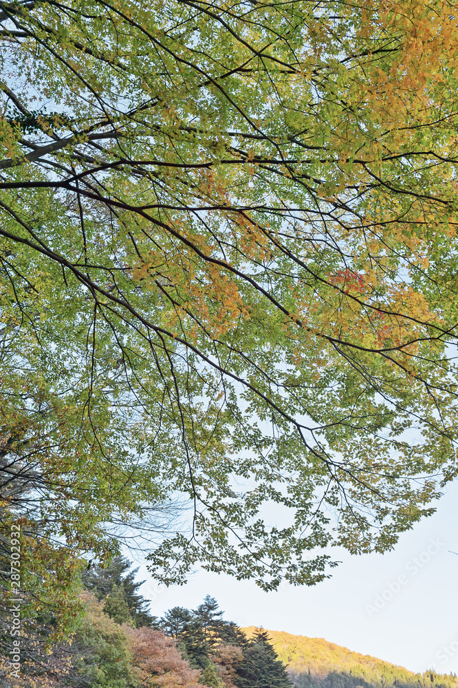 Fototapeta premium 色づく木