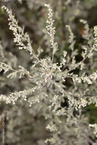 field weeds cover the field, close up © marcinmaslowski