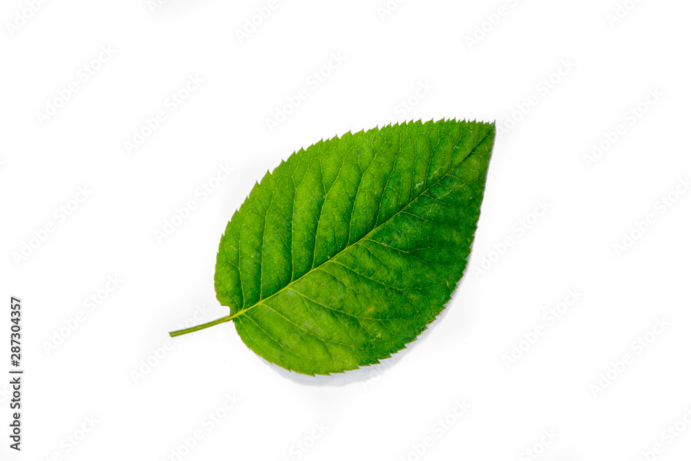 rose green leaf rose green leaf