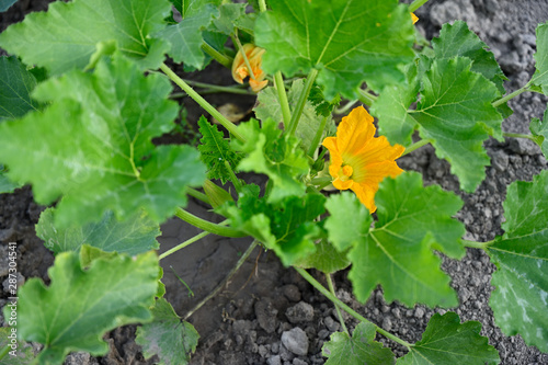 Yellow pumpkin flowers and green leaves.