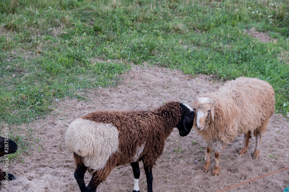 Sheep walk in the aviary on the farm. Tawny sheep. Fine-haired lambs. These animals are raised for meat, wool, milk, fat, skins and experiments (Dolly sheep). Summer. Evening. Sheep walk in the aviary on the farm. Tawny sheep. Fine-haired lambs. These animals are raised for meat, wool, milk, fat, skins and experiments (Dolly sheep). Summer. Evening.