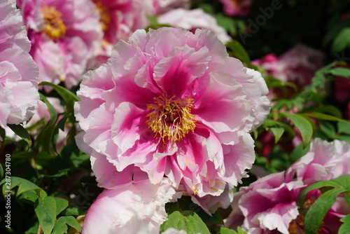 pink flower