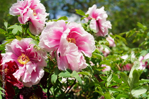 pink flower 