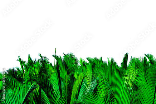 Green leaves of palm isolated on white background. Nypa fruticans Wurmb  Nypa  Atap palm  Nipa palm  Mangrove palm . Green leaf for decoration in organic products. Tropical plant. Green exotic leaf.