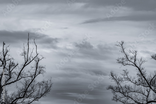 Silhouette dead tree and branch on grey sky background. Black branches of tree. Nature texture background. Art background for sad, dead, lonely, hopeless, and despair. Halloween day ba