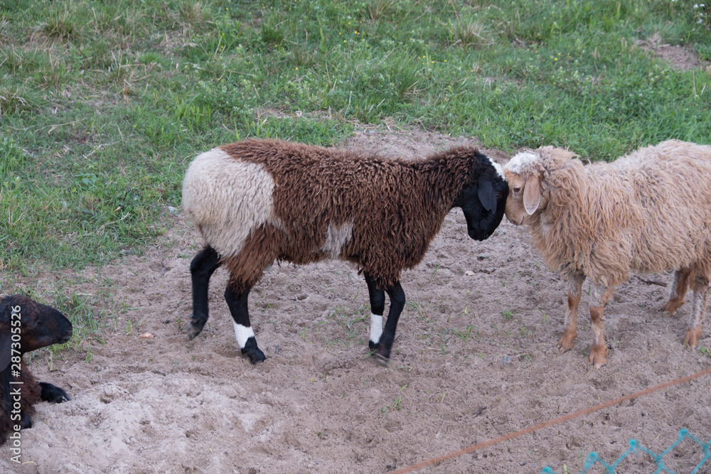 Sheep walk in the aviary on the farm. Tawny sheep. Fine-haired lambs. These animals are raised for meat, wool, milk, fat, skins and experiments (Dolly sheep). Summer. Evening. Sheep walk in the aviary on the farm. Tawny sheep. Fine-haired lambs. These animals are raised for meat, wool, milk, fat, skins and experiments (Dolly sheep). Summer. Evening.