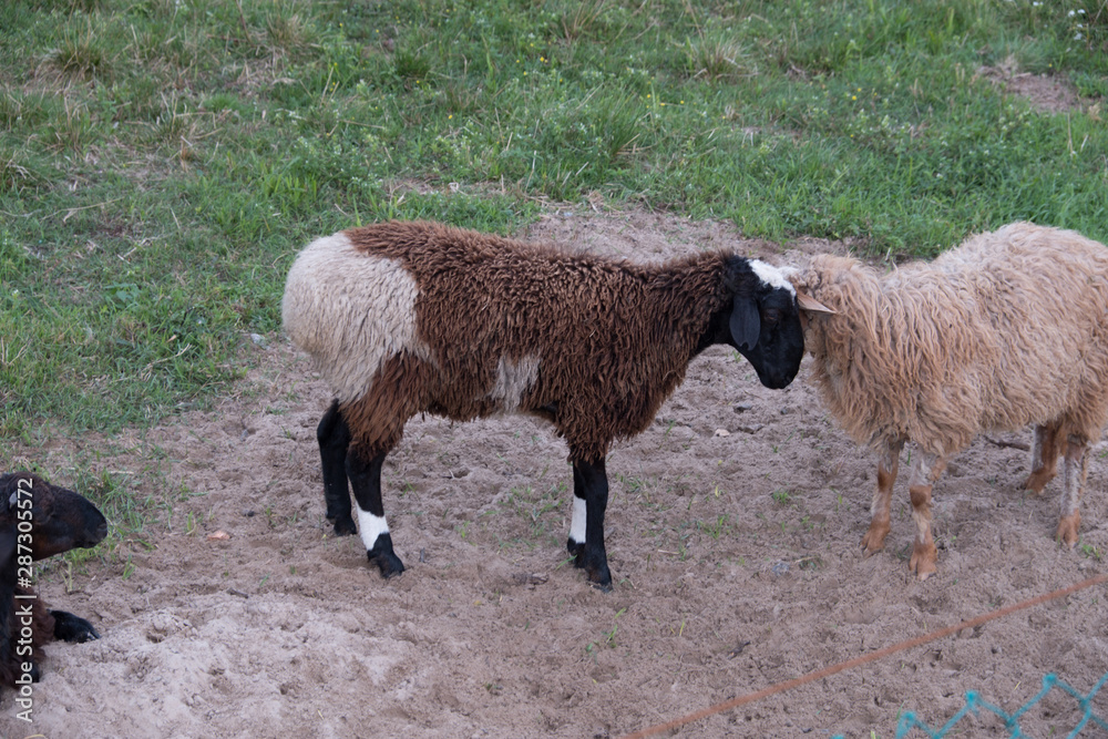 Sheep walk in the aviary on the farm. Tawny sheep. Fine-haired lambs. These animals are raised for meat, wool, milk, fat, skins and experiments (Dolly sheep). Summer. Evening. Sheep walk in the aviary on the farm. Tawny sheep. Fine-haired lambs. These animals are raised for meat, wool, milk, fat, skins and experiments (Dolly sheep). Summer. Evening.