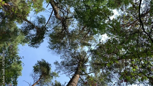 Trees in the forest with blue sky sway in the wind filmed from below