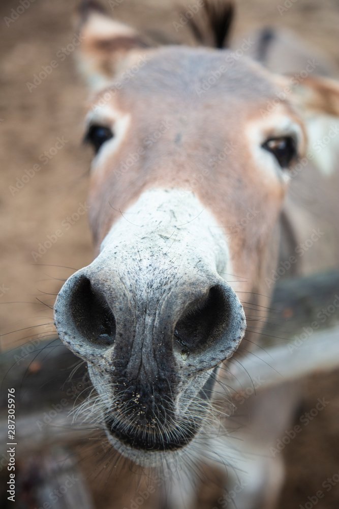close up on a donkey's muzzle