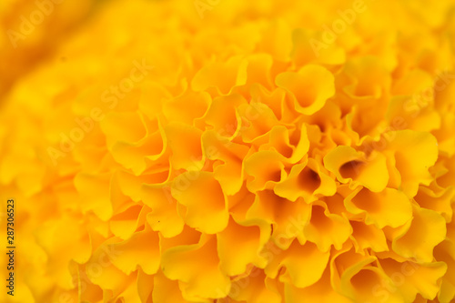 Orange Marigolds flower fields  selective focus