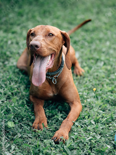 Hungarian vizsla. Young Hungarian pointer dog outdoor.