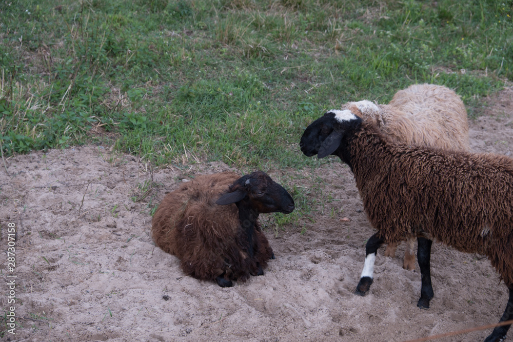 Sheep walk in the aviary on the farm. Tawny sheep. Fine-haired lambs. These animals are raised for meat, wool, milk, fat, skins and experiments (Dolly sheep). Summer. Evening. Sheep walk in the aviary on the farm. Tawny sheep. Fine-haired lambs. These animals are raised for meat, wool, milk, fat, skins and experiments (Dolly sheep). Summer. Evening.