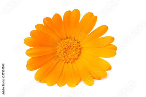 one marigold flower head isolated on white background. calendula flower.