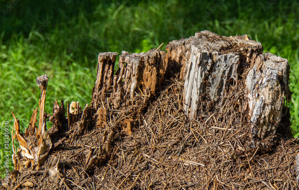 Anthill in a tree, insect life Anthill in a tree, insect life