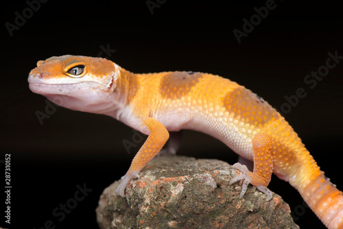 The Little Gecko