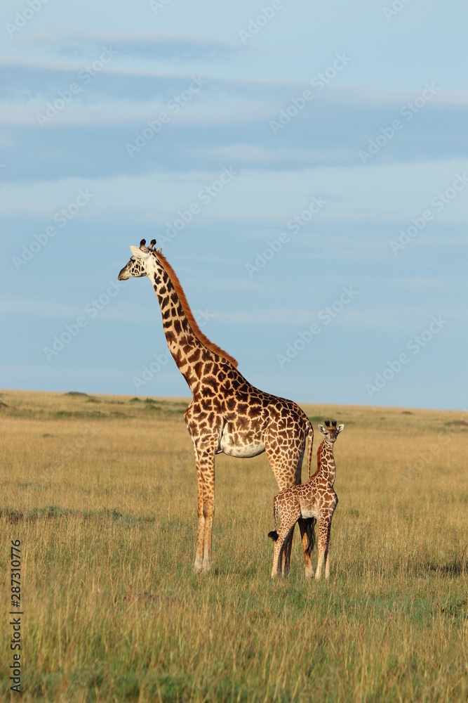 Fototapeta premium Giraffe mom and her calf, Masai Mara National Park, Kenya.