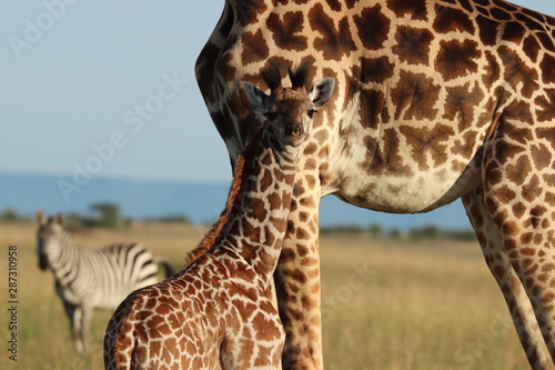 Canvas Print Giraffe mom and her calf, Masai Mara National Park, Kenya.