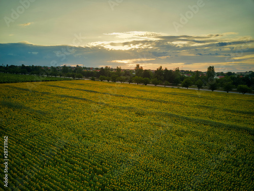 Yellow field of sunflowers aerial view in the summer at sunset © Igor Syrbu