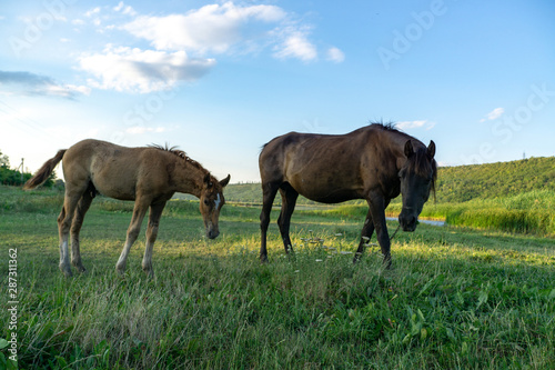 Foal with a mare on a summer pasture © Igor Syrbu