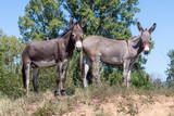 Two Cute Donkeys Male and Female Standing on The Small Berg and Looking Toward Camera