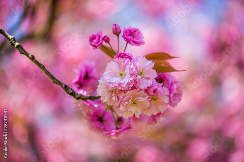 pink blossom during springtime