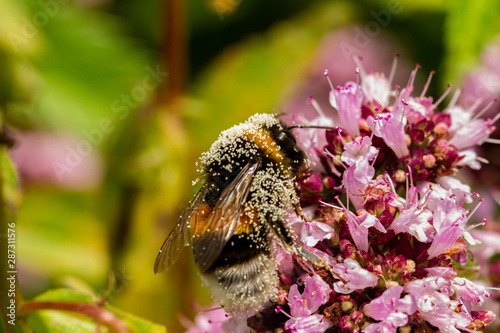 bumblebee covered with pollen of a flower