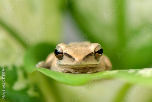 Frog on leaf © rizaarif