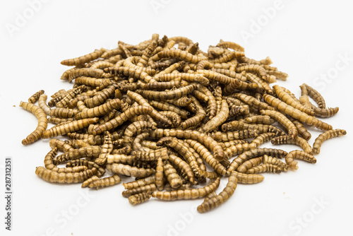 edible mealworms isolated high quality