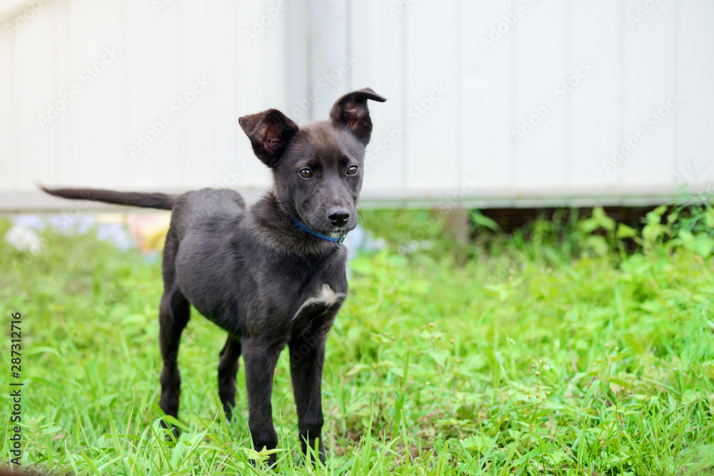 Cute black puppy on green grass in the backyard close-up