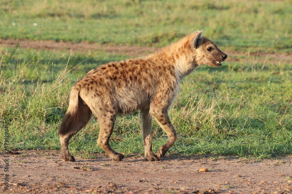Spotted hyena walking in the grass, Masai Mara National Park, Kenya. Spotted hyena walking in the grass, Masai Mara National Park, Kenya.