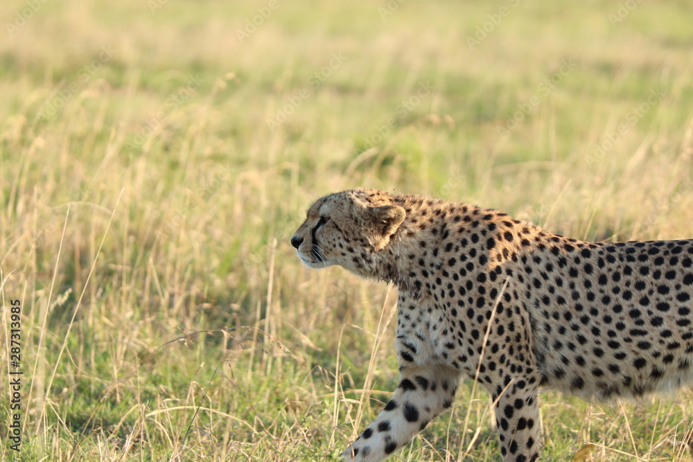 Cheetah face closeup, walking in the Masai Mara National Park, Kenya. Cheetah face closeup, walking in the Masai Mara National Park, Kenya.