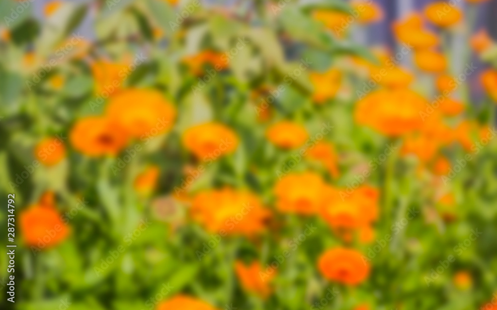 abstract natural background with blurred calendula flowers in the garden abstract natural background with blurred calendula flowers in the garden