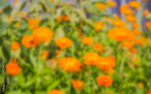 abstract natural background with blurred calendula flowers in the garden © Irina