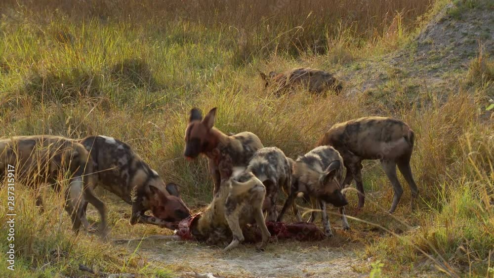 A pack of African wild dogs share in a feeding frenzy while eating an impala carcass in the wild A pack of African wild dogs share in a feeding frenzy while eating an impala carcass in the wild