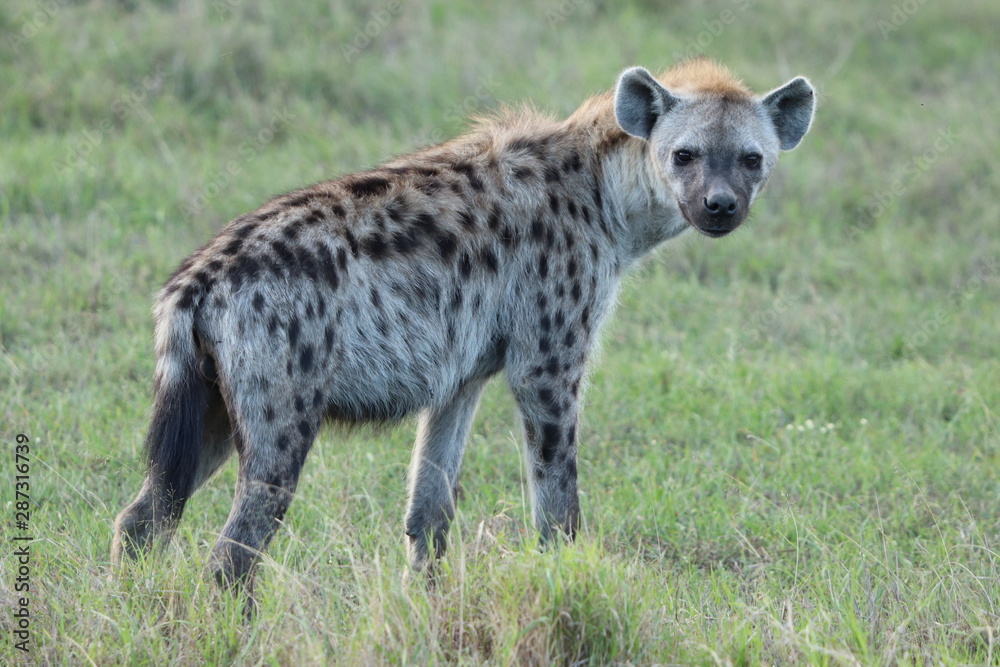 Young spotted hyena looking at camera, Masai Mara National Park, kenya.