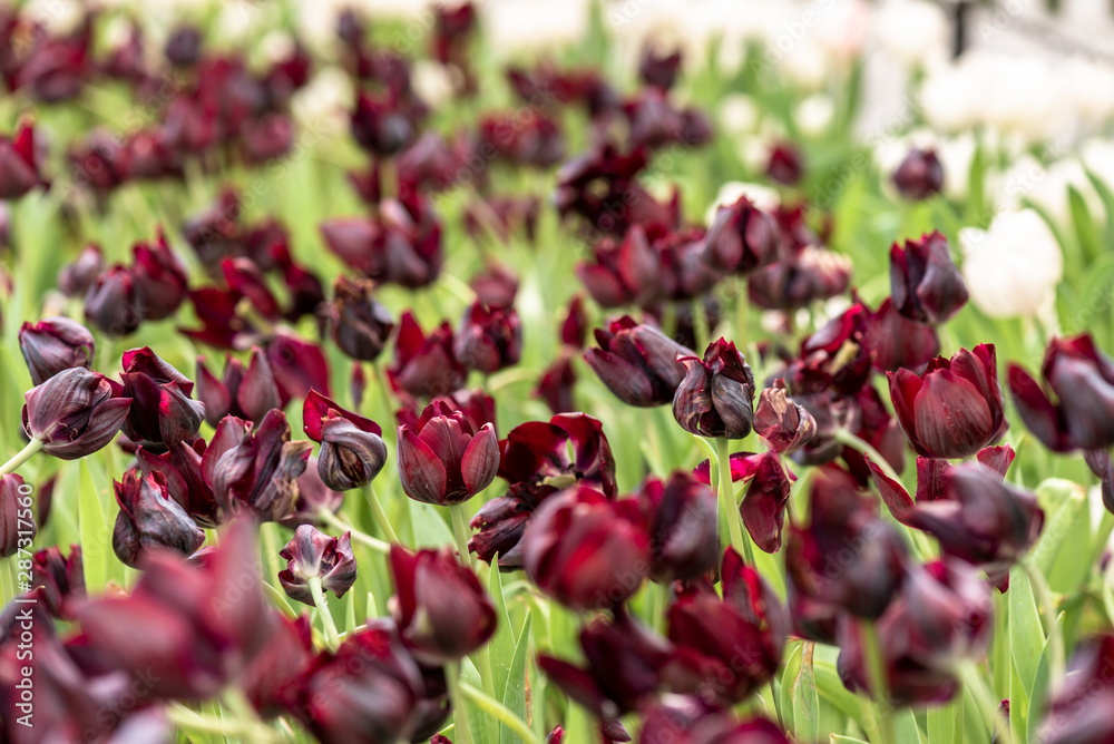 Purple colored tulip flowers in spring field. Violet bud of tulip. Purple bright tulip, sensitive focus. Purple colored tulip flowers in spring field. Violet bud of tulip. Purple bright tulip, sensitive focus.