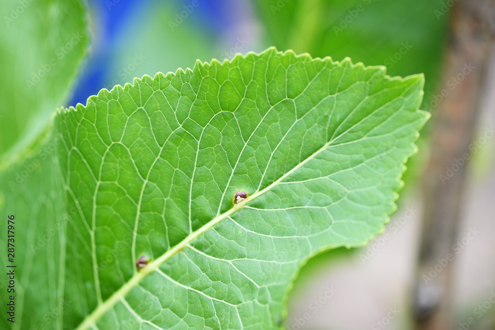 Horseradish leaves close-up in a summer garden Horseradish leaves close-up in a summer garden