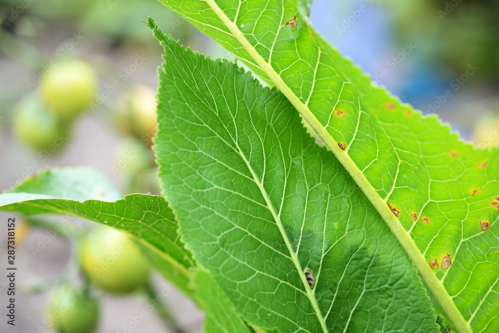 Horseradish leaves close-up in a summer garden Horseradish leaves close-up in a summer garden