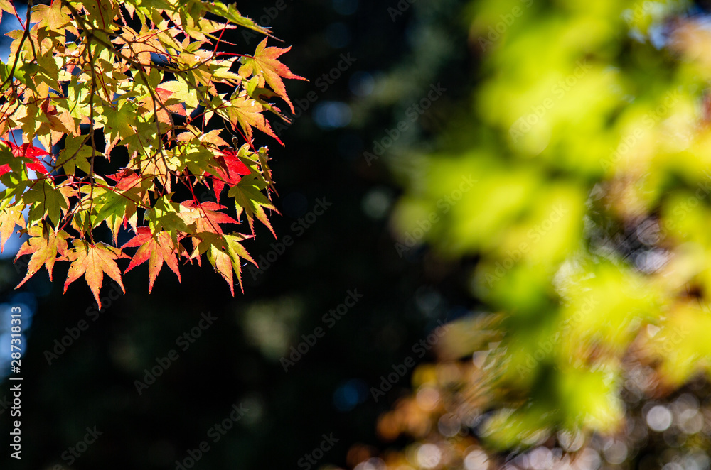 Colorful Autumn Leaves closeup with background and bokeh during Fall in Kyoto Japan Colorful Autumn Leaves closeup with background and bokeh during Fall in Kyoto Japan