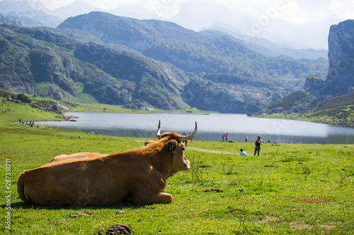 Portrait of a brown cow relaxing on a green meadow in Enol Lake, Covadonga Lakes, Asturias, Spain