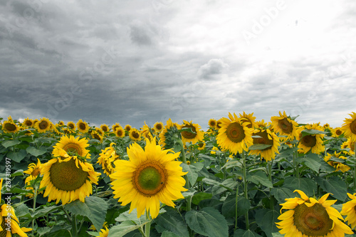 Fototapeta Naklejka Na Ścianę i Meble -  Sunflower On A Meadow With Overcast Sky