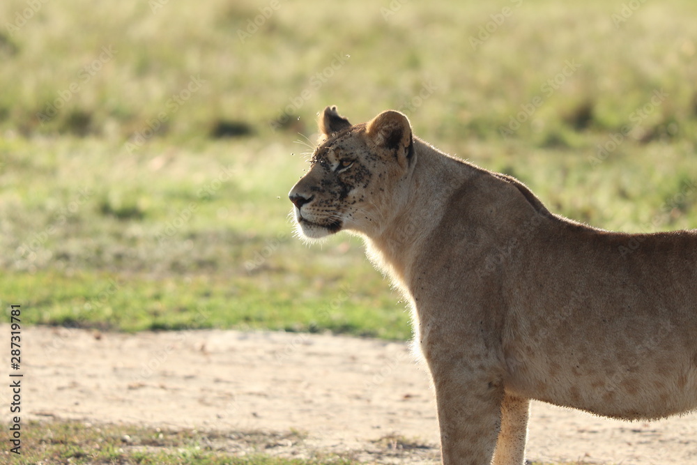 Naklejka premium Lioness standing and looking, Masai Mara National Park, Kenya.