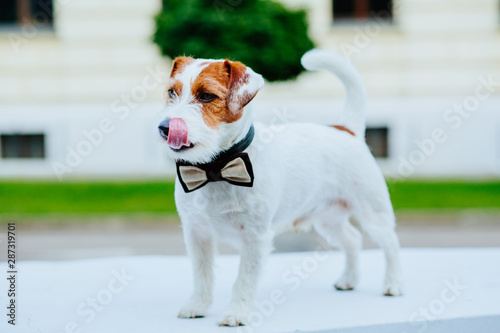 Portrait of Jack Russell Terrier. The dog is standing on the steps, waiting for the owner. Cute dog smiles. Friendship between a dog and its owner.