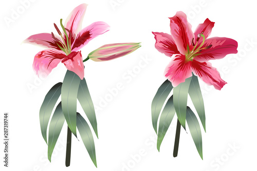 Vector Beautiful realistic pink lilies on stems with leaves on a white background