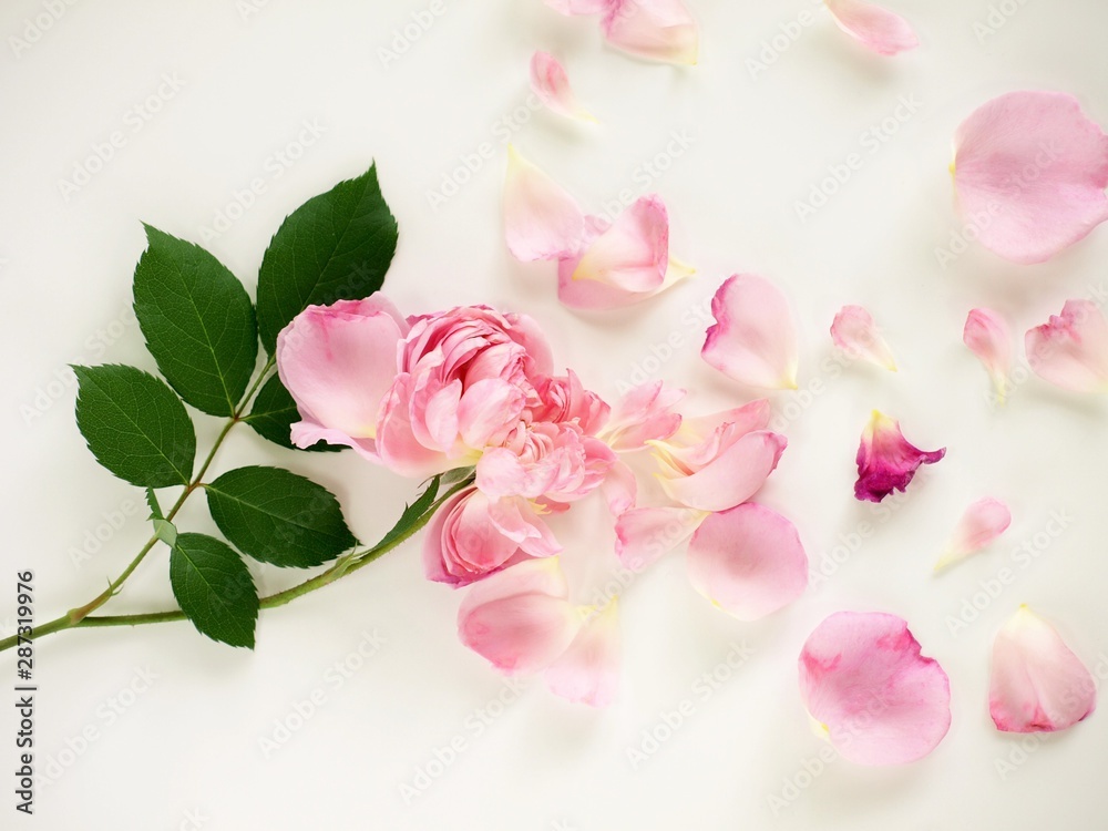 散ったバラの花びら 白背景 Stock Photo Adobe Stock