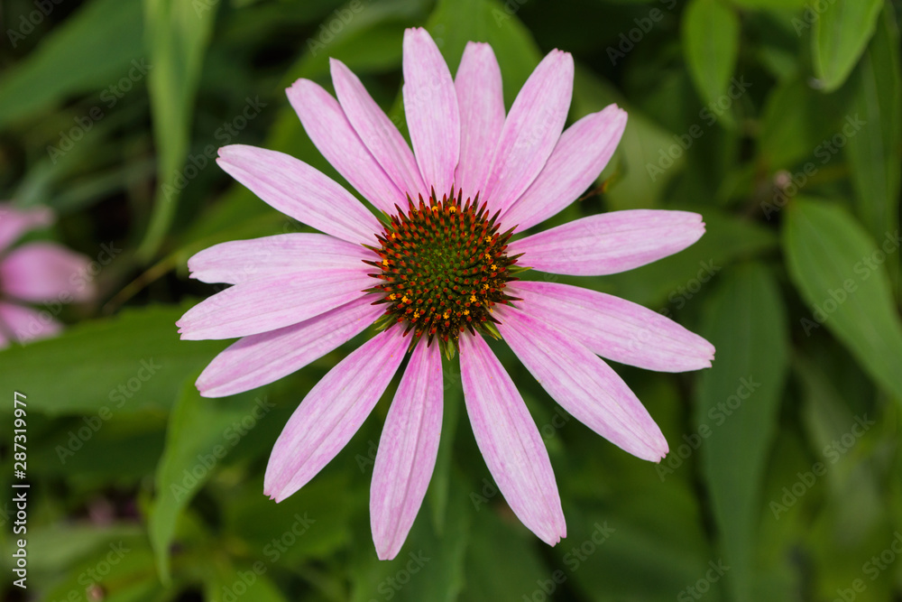 Flowers of Echinacea in the Park. Echinacea flower against soft bokeh background. Soft selective focus. Flowers of Echinacea in the Park. Echinacea flower against soft bokeh background. Soft selective focus.
